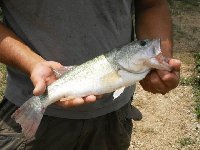 Vota per Bass, bass e ancora bass al lago le palme