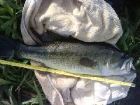 Ingrandisci: Bass da 45cm al lago le Palme con la mia g-loomis