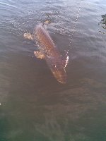 Ingrandisci: Bellissimo luccio al lago di Martignano
