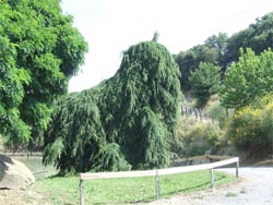 Ingrandisci Lago Mammut