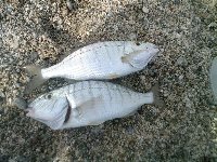 Ingrandisci: Mormore a Montepaone lido