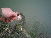     Pesce serra pescato a provincia di Cosenza in notturna  