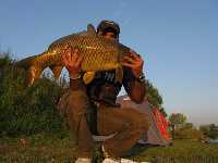     carpa 8kg alla alborella  