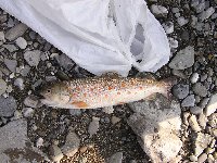     CARPA DEL TEVERE  