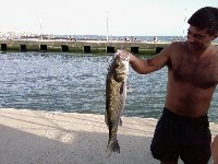     Spigola di 6kg al canale di Fiumicino  