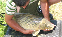 Ingrandisci 