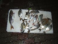     Bella pescata a largo di San Saba  
