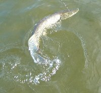 Black Bass in Belly a Bolsena