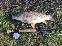     fly fishing for big carp  