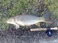     fly fishing for big carp  