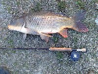     carp fly fishing  