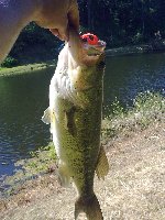     Big Bass  