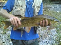     Carpa a speccio a Subbiano  