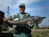     Carpa di 10kg a roubasienne  