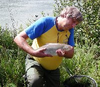     Cavedano della Drava piccola a Rosegg  