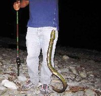     Nasen sul Drava piccola in Carinzia  