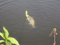     Cavedano della Drava piccola a Rosegg  