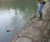     Cavedano della Drava piccola a Rosegg  