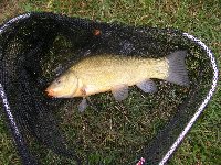     Nasen sul Drava piccola in Carinzia  