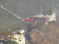     Trota fario sul torrente Elvo ad Occhieppo  