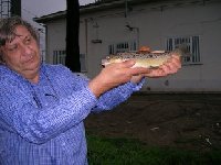     Nasen sul Drava piccola in Carinzia  