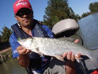     Black Bass in belly boat  