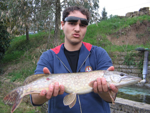 Ingrandisci Luccio da 2kg
