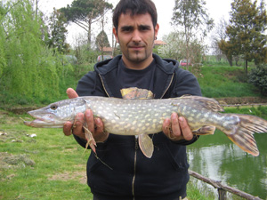 Ingrandisci Luccio da un paio di kg