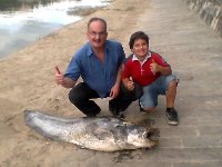 CACHAMA PACU  in Colombia