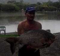 CACHAMA PACU  in Colombia