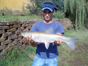 Ingrandisci AMUR DA 3,8 KG