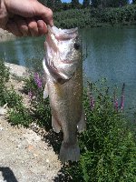 Black Bass 1,5 kg a Rimini