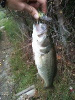 Black Bass 1,5 kg a Rimini