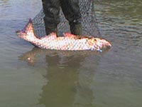 Ingrandisci I PESCI NEL LAGO