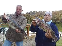 Ingrandisci 