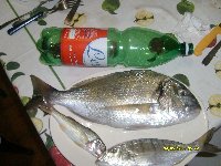 Bellissimo tonno rosso  da 14 kg pescato ad ischia a tr