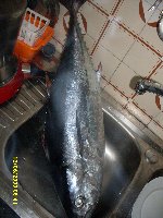 ORATA DA 1,3 Kg a ischia