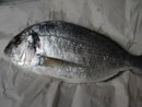 Bellissimo tonno rosso  da 14 kg pescato ad ischia a tr