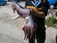 Bellissimo tonno rosso  da 14 kg pescato ad ischia a tr