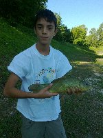 Carpa a specchio al laghetto di Moscano