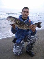 Barracuda di 3kg in Toscana