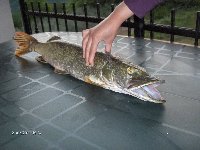 Pesca del luccio con il vivo sotto la pioggia