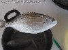 Trota di 1.1kg al lago le palme con camole del miele.