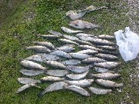 Big trout 5kg - Stadium - laghi di tor pagnotta