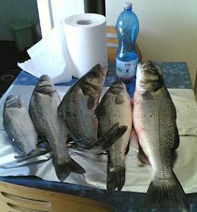     Carpa in Ruubasienne  