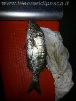 Bellissimo tonno rosso  da 14 kg pescato ad ischia a tr