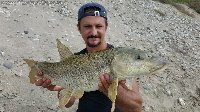 Barbelfishing -  Barbo sul Sesia con pastura al formaggio a feeder