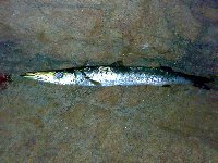 Barracuda a Porto pino