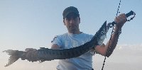 Barracuda di 3kg in Toscana