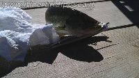 Corvina di oltre il kg e mezzo sempre alla  Spiaggia dei Maronti 